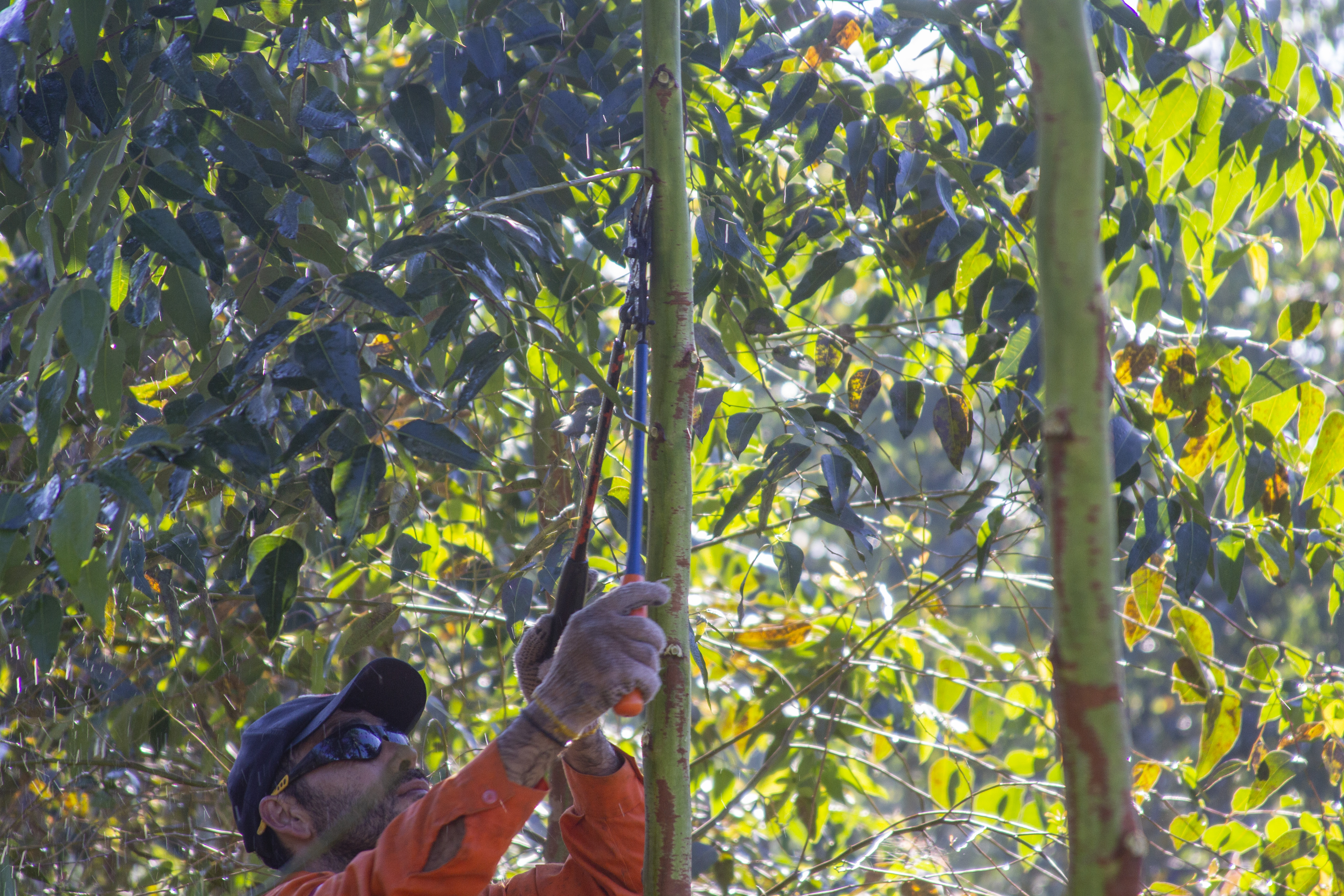 Operaciones forestales INAFO SRL