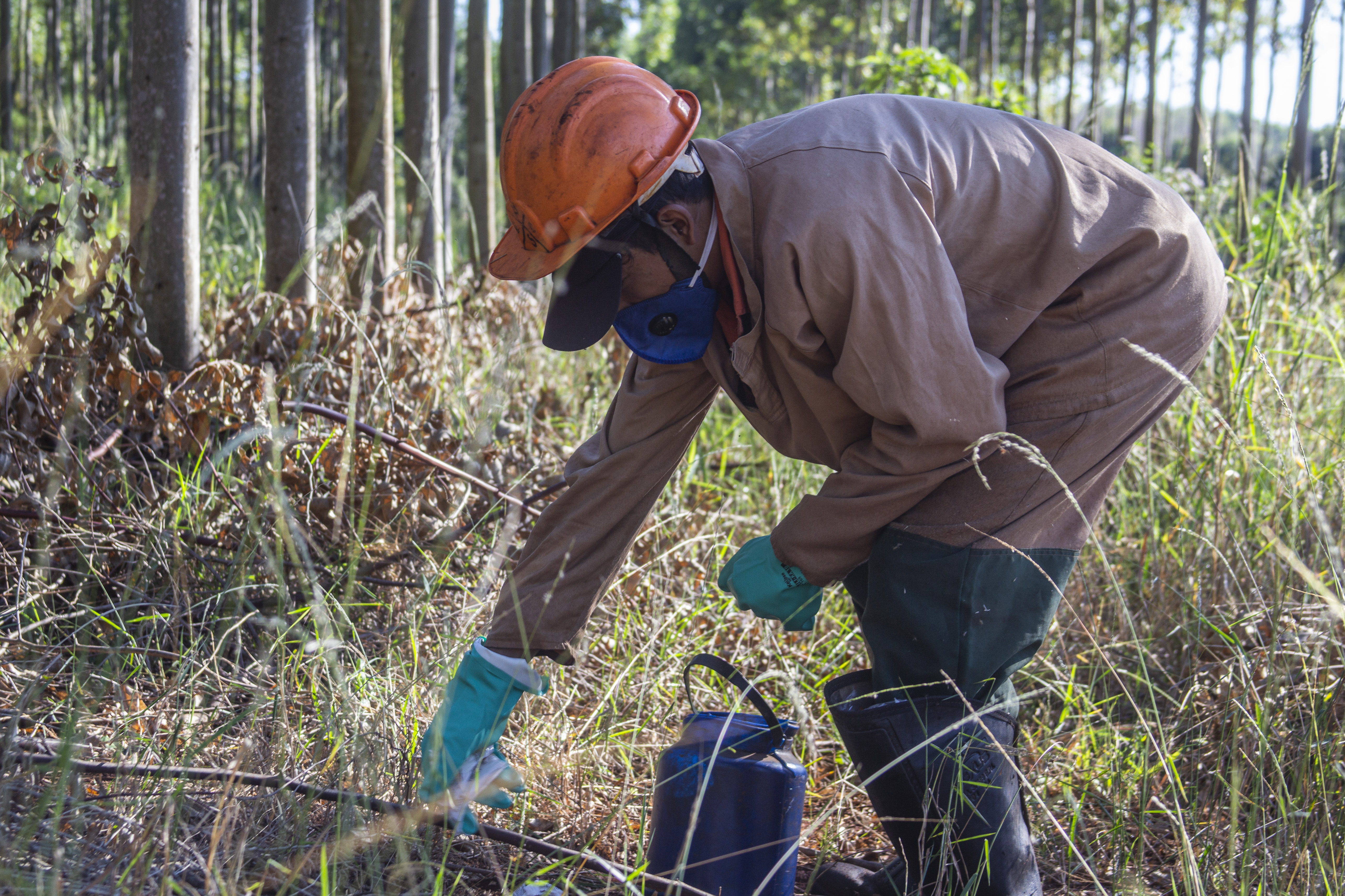Plantaciones y manejo forestal